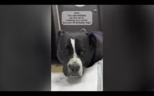 Dog takes 'trip' to vet after 100mg of THC!