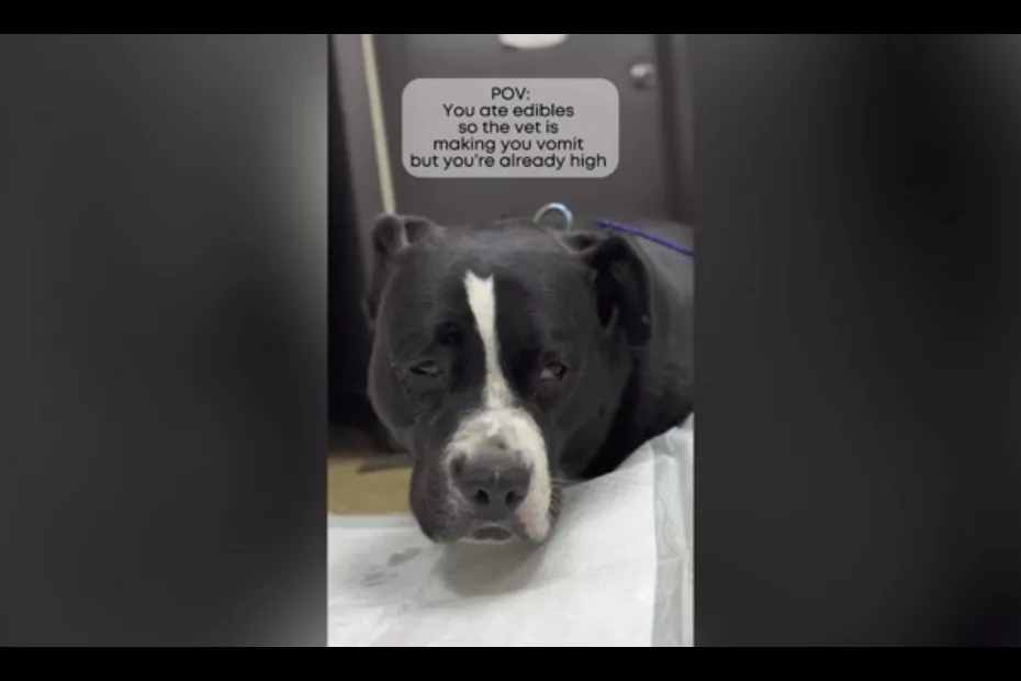 Dog takes 'trip' to vet after 100mg of THC!